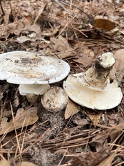 Catathelasma ventricosum