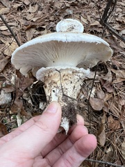 Catathelasma ventricosum