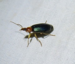 Lebia