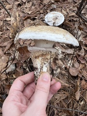 Catathelasma ventricosum
