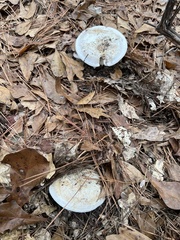 Catathelasma ventricosum