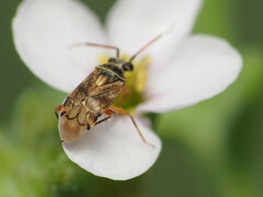 Eurystylus bellevoyei