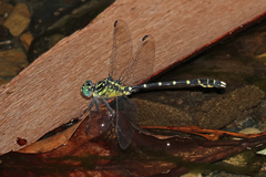 Hemigomphus heteroclytus