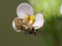 Eurystylus bellevoyei