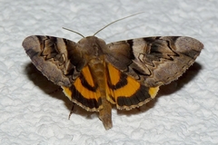 Catocala fulminea