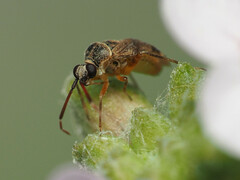 Eurystylus bellevoyei