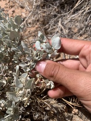 Atriplex confertifolia