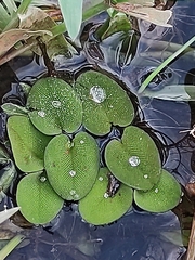 Salvinia molesta