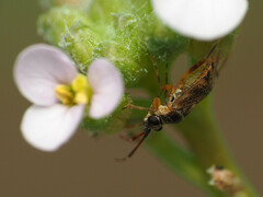 Eurystylus bellevoyei