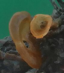 Schizoporella errata