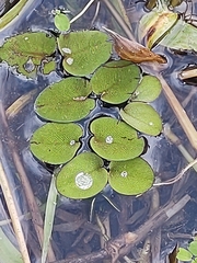 Salvinia molesta