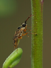 Eurystylus bellevoyei