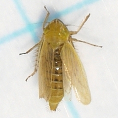 Arthaldeus pascuellus
