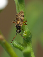 Eurystylus bellevoyei