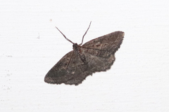 Rhoptria asperaria