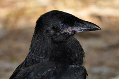 Corvus orru