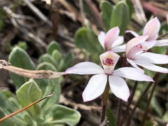 Caladenia alpina