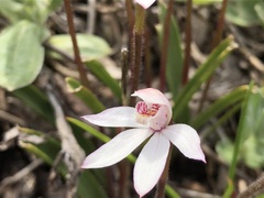 Caladenia alpina