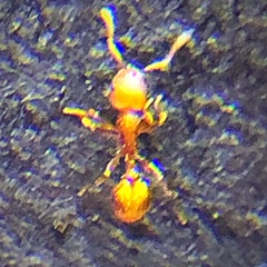 Temnothorax schaumii