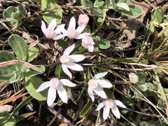 Caladenia alpina