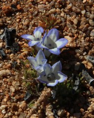 Wahlenbergia acaulis