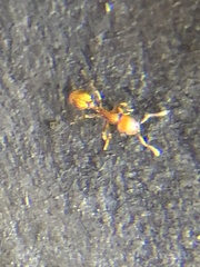 Temnothorax schaumii