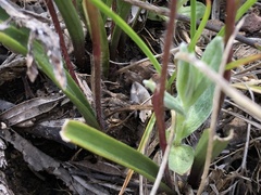 Caladenia alpina