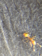 Temnothorax schaumii