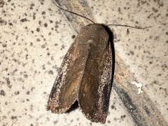 Noctuoidea