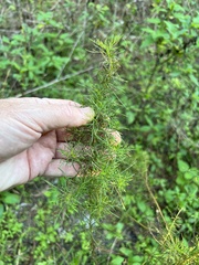Eupatorium capillifolium