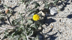 Trichoptilium incisum