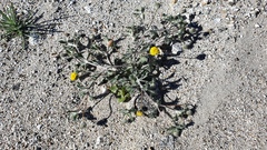 Trichoptilium incisum