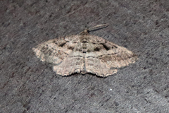 Rhoptria asperaria