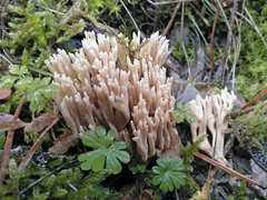 Ramaria gracilis