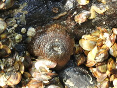 Bunodosoma cavernatum