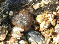 Bunodosoma cavernatum