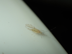 Takecallis arundinariae