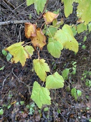 Ribes divaricatum
