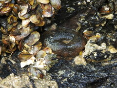 Bunodosoma cavernatum