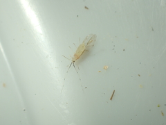 Takecallis arundinariae