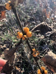Triosteum perfoliatum