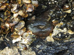 Bunodosoma cavernatum