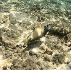 Acanthurus tennentii