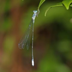 Labidiosticta vallisi