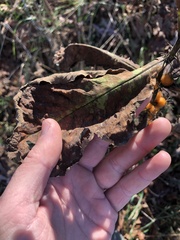 Triosteum perfoliatum