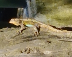 Sceloporus grammicus