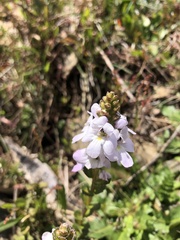 Euphrasia crassiuscula