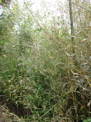 Microcryptorhynchus perpusillus