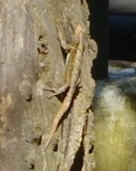 Sceloporus grammicus