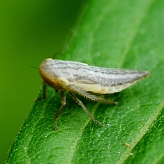 Athysanus argentarius